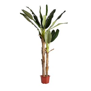 Planta Bananero de estilo shabby chic fabricado en poliéster en color verde combinado con madera de teka y plástico. Hojas poliéster  tronco madera y corteza banana  plástico. Producto desmontable.