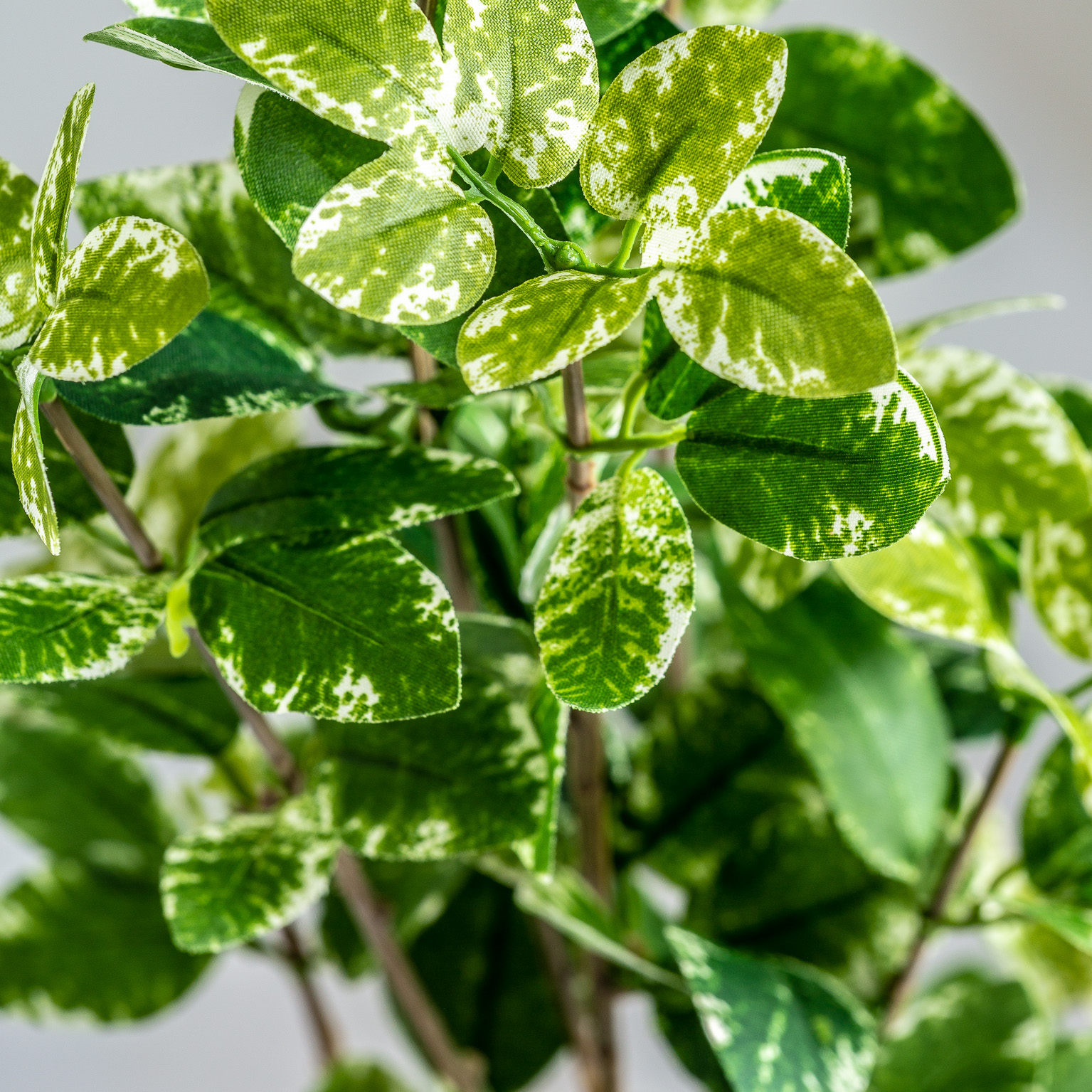 PLANTA FICUS - Imagen 3