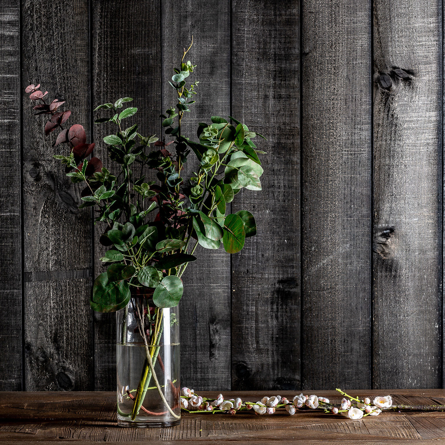 PLANTA FICUS - Imagen 4