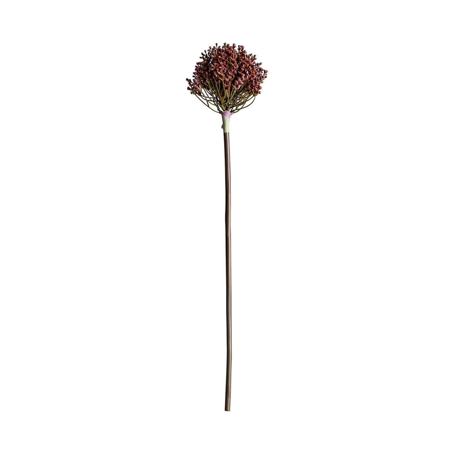 PLANTA ALLIUM - Imagen 2