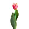 Flor Tulipan de estilo clásico fabricado en plástico en color rosa combinado con poliéster.