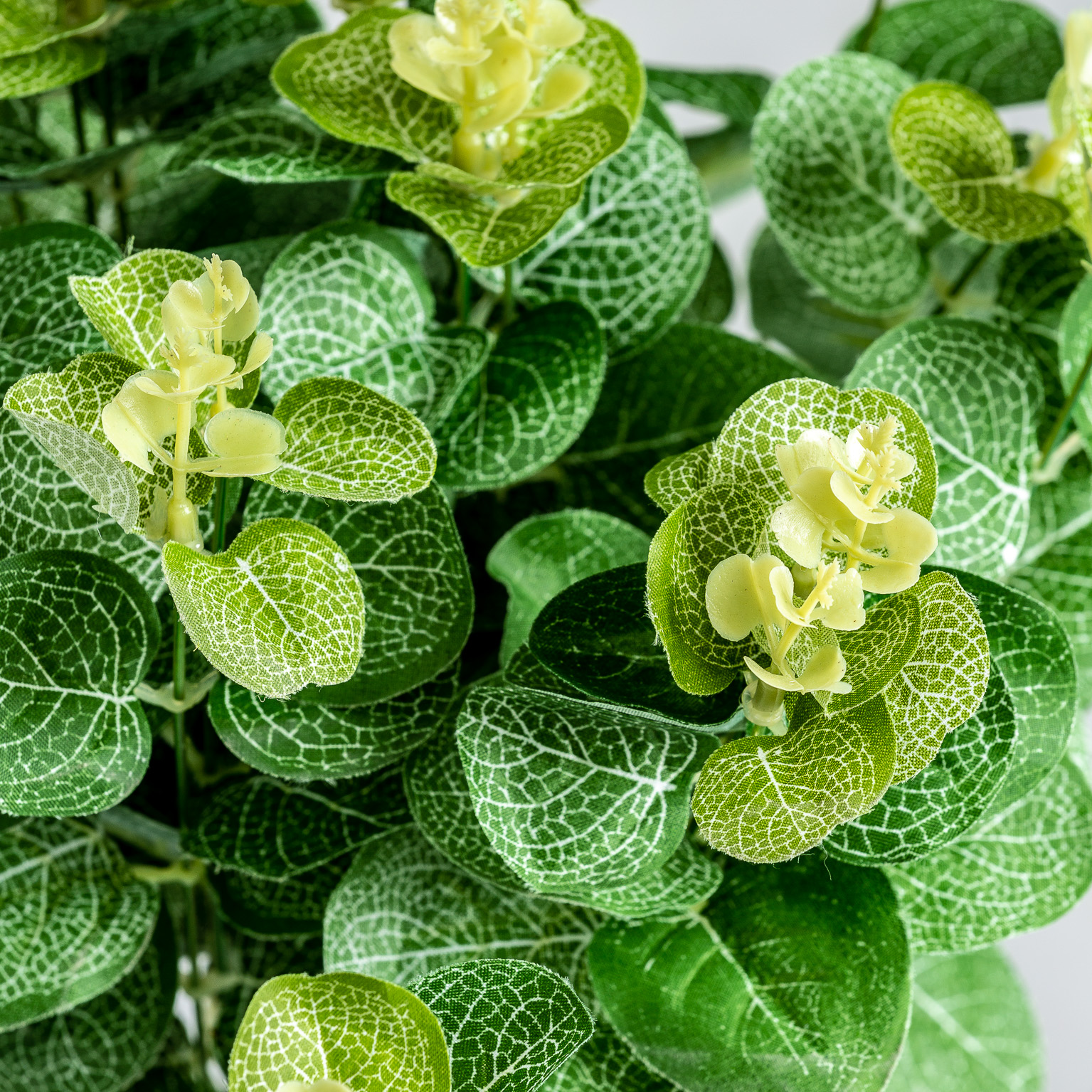 PLANTA EUCALIPTO - Imagen 3