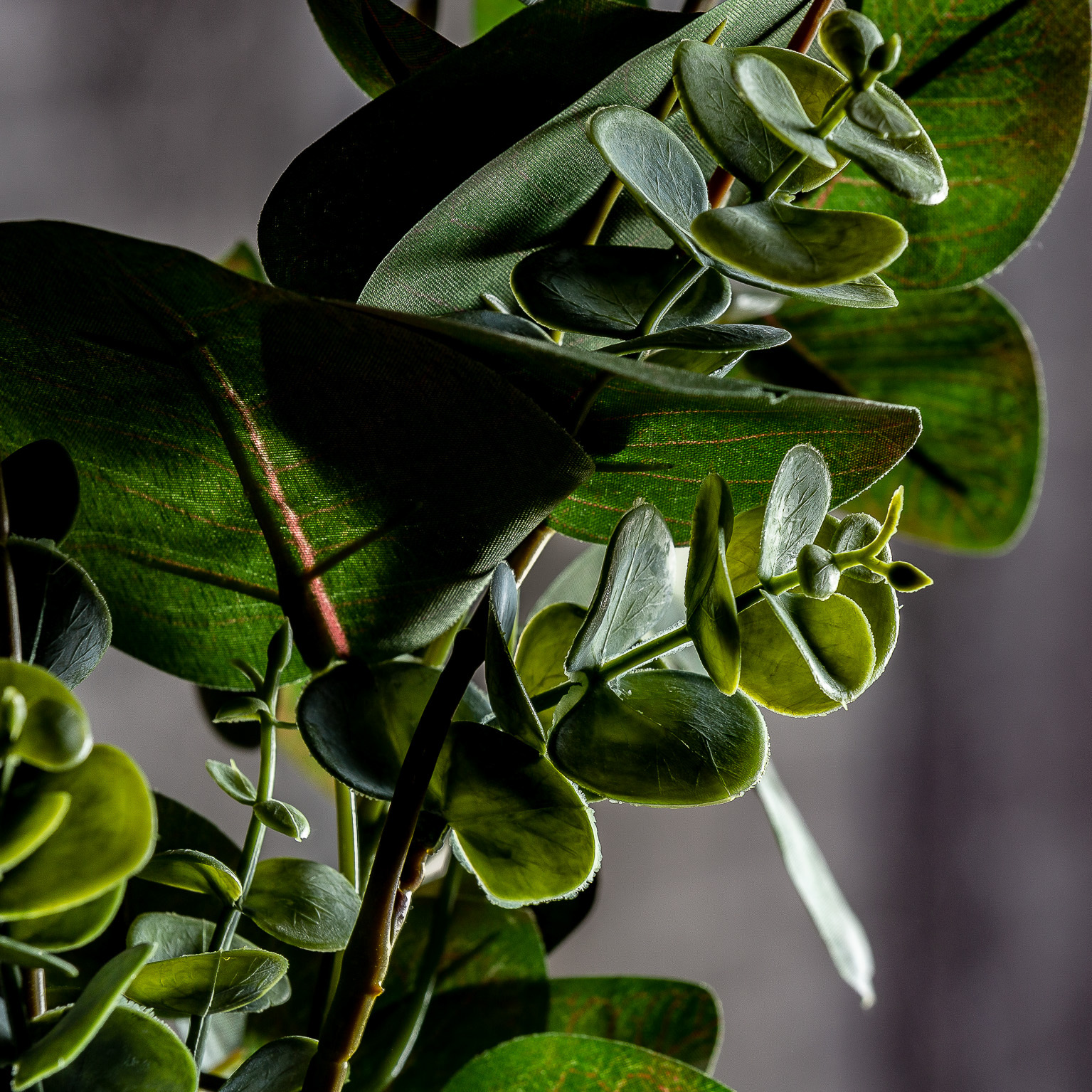 PLANTA EUCALIPTO - Imagen 5