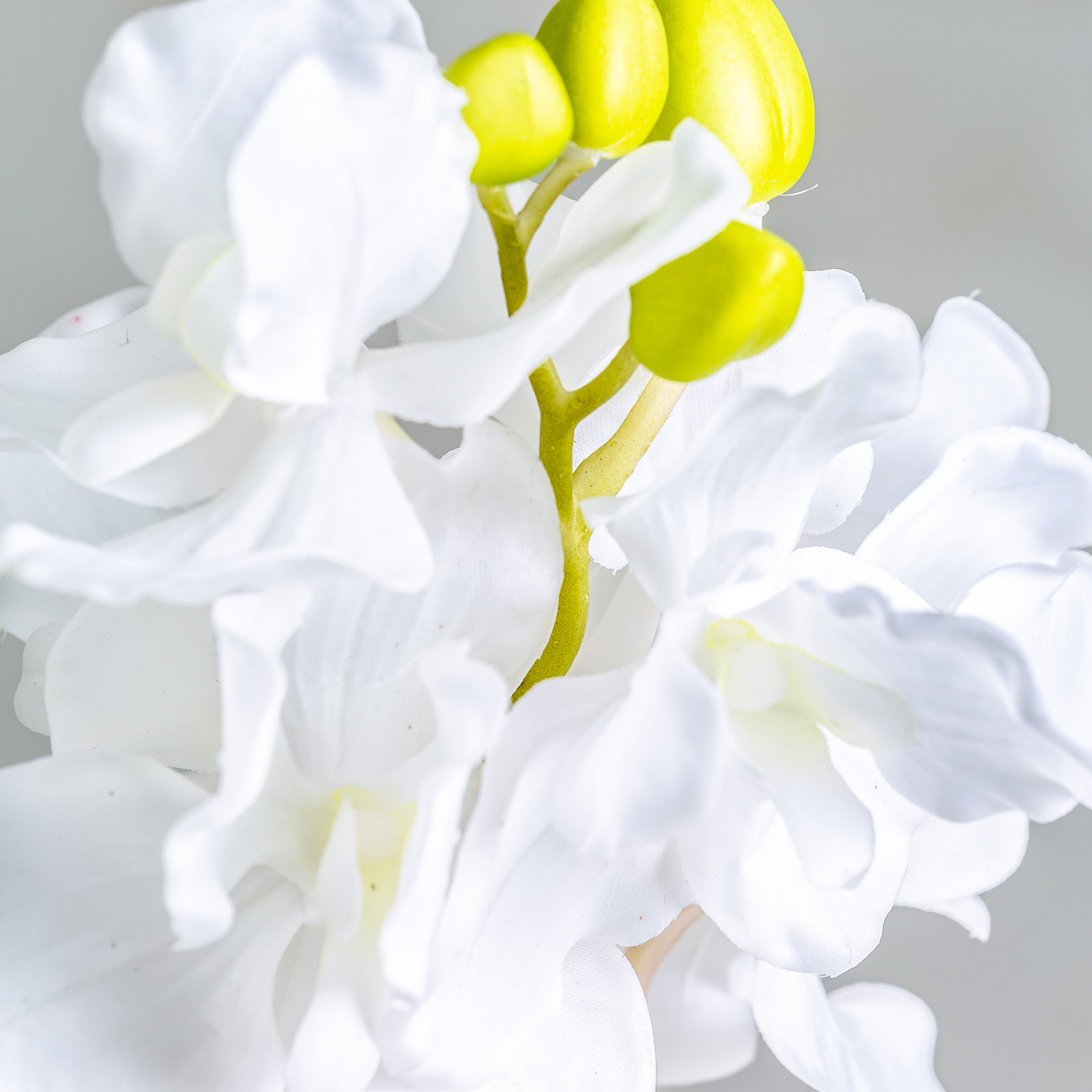 FLOR AZAHAR - Imagen 3