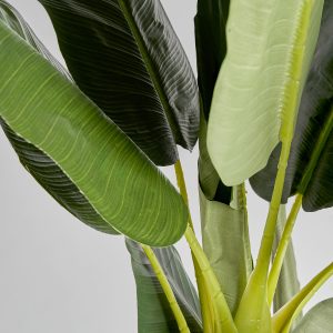 Planta Bananero de estilo shabby chic fabricado en poliéster en color verde combinado con madera de teka en color marrón y plástico en color terracota. Hojas poliéster  tronco madera y corteza banana  plástico. Producto desmontable.