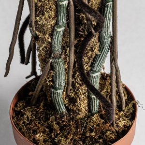 Planta Split philo de estilo shabby chic fabricado en plástico en color verde combinado con peva.