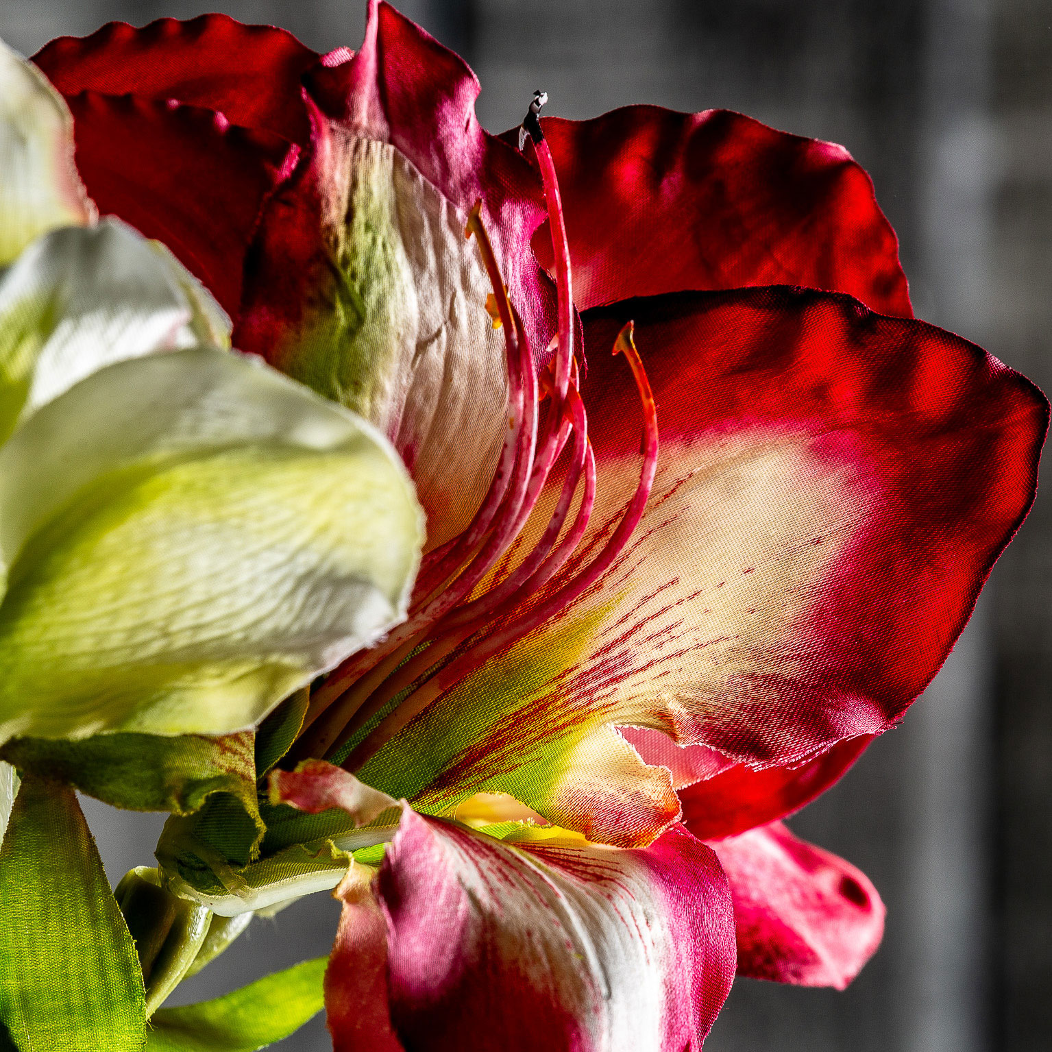 Flor Amaryllis - Imagen 4