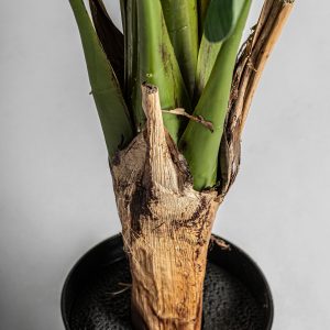 Planta Bananera de estilo colonial fabricado en poliéster en color verde. Producto plegable.