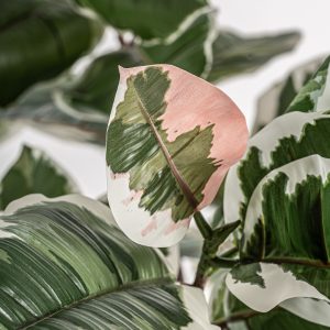 Planta roble blanco de estilo clásico fabricado en plástico en color verde. Producto plegable.