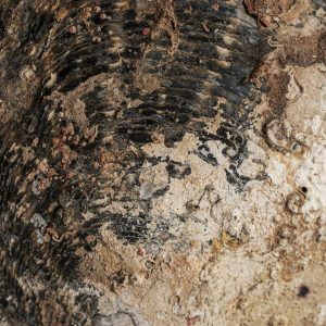 Figura decorativa de estilo nórdico fabricado en concha en color tonos neutros combinado con hierro en color negro. Producto desmontable.