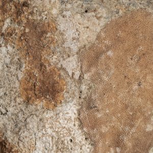 Figura decorativa de estilo nórdico fabricado en concha en color tonos neutros combinado con hierro en color negro. Producto desmontable.